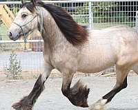 delta-gypsy-vanner-horse