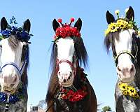 age-clydesdale-horse