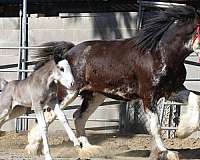 around-clydesdale-horse