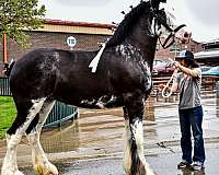 big-clydesdale-horse