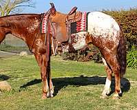 chestnut-blaze-horse