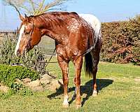 ranch-work-quarter-horse