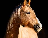 ranch-work-quarter-horse