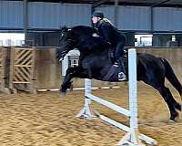 beginner-quarter-horse