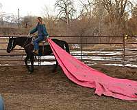 ranch-work-quarter-horse