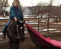 beginner-safe-quarter-horse