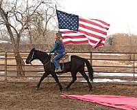 trail-quarter-horse