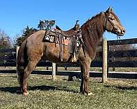 quarter-horse