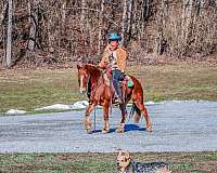 ranch-work-quarter-horse