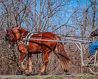 beginner-quarter-horse