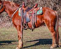 beginner-safe-quarter-horse