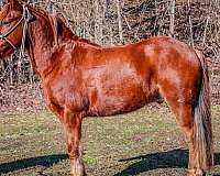 trail-quarter-horse