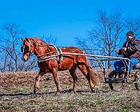 flashy-quarter-horse