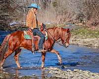 ranch-versatility-quarter-horse