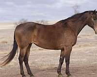 buckskin-star-horse