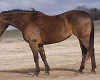 quarter-horse