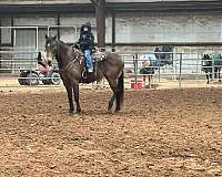 beginner-safe-quarter-horse