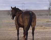 ranch-work-quarter-horse