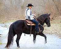 beginner-safe-quarter-horse