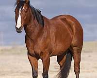 beginner-safe-quarter-horse