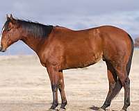 ranch-work-quarter-horse