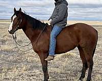 beginner-quarter-horse