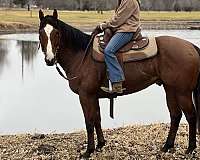 husband-safe-quarter-horse