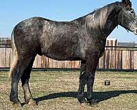 quarter-horse