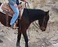 beginner-safe-quarter-horse