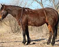 ranch-work-quarter-horse