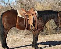 red-roan-blaze-horse