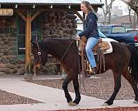 beginner-quarter-horse