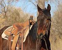 kid-safe-quarter-horse