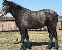 ranch-work-quarter-horse