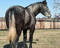 red-roan-blaze-horse