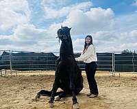 andalusian-horse-for-sale