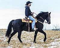 all-around-tennessee-walking-horse