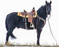 barrel-tennessee-walking-horse