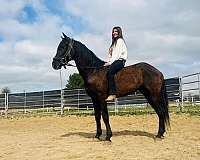 andalusian-horse-for-sale