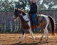 ranch-work-paint-horse