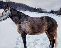 cross-ranch-percheron-quarter-horse