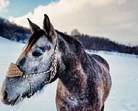 grey-percheron-quarter-horse-mare