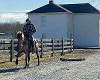 family-horse-quarter