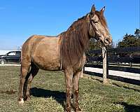 ranch-work-quarter-horse