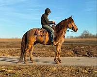 beginner-quarter-horse