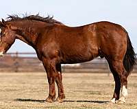 chestnut-blaze-horse