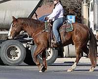 ranch-work-quarter-horse