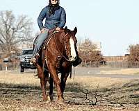 beginner-safe-quarter-horse