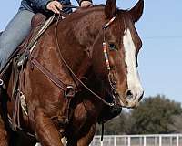 family-horse-quarter