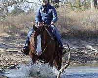 trail-quarter-horse